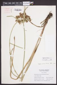 Cyperus virens image