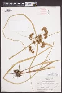 Cyperus virens image