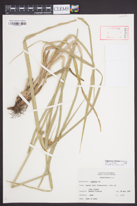 Cyperus virens image