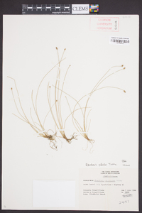 Eleocharis albida image