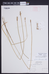 Eleocharis cellulosa image