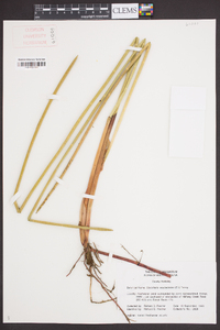 Eleocharis equisetoides image