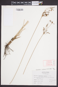 Fimbristylis castanea image