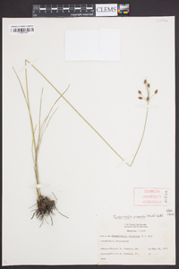 Fimbristylis puberula image