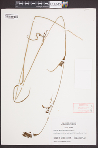 Rhynchospora caduca image