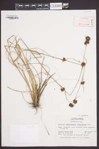 Rhynchospora cephalantha image