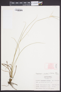 Rhynchospora colorata image