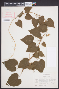 Dioscorea villosa var. villosa image