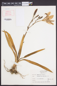 Hemerocallis fulva image