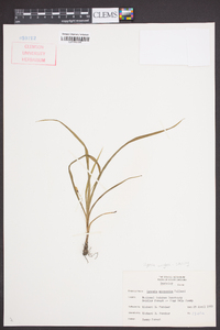 Hypoxis micrantha image