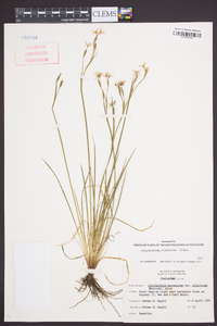 Sisyrinchium atlanticum image