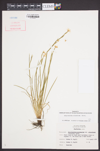 Sisyrinchium atlanticum image