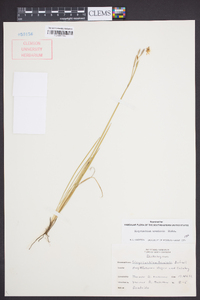 Sisyrinchium arenicola image