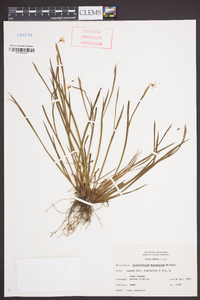 Sisyrinchium mucronatum image