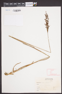 Juncus biflorus image