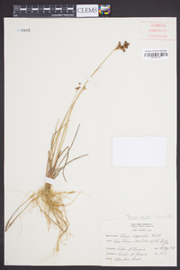 Juncus elliottii image