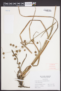 Juncus polycephalos image