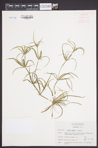 Juncus repens image