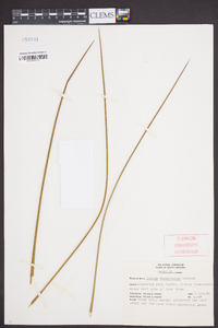 Juncus roemerianus image