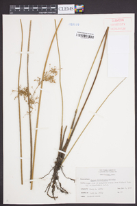 Juncus roemerianus image