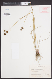 Juncus scirpoides image