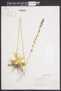 Aletris aurea image