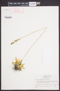 Aletris aurea image