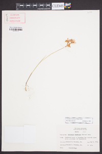 Calopogon barbatus image