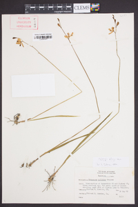 Calopogon pallidus image