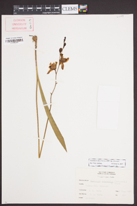 Calopogon tuberosus var. tuberosus image