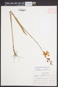 Calopogon tuberosus var. tuberosus image