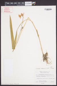 Calopogon tuberosus image