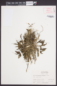 Epidendrum conopseum image