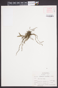 Epidendrum conopseum image