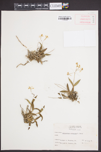 Epidendrum conopseum image