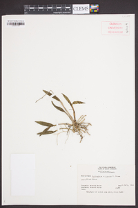 Epidendrum conopseum image