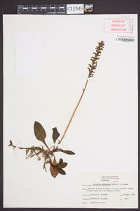 Goodyera pubescens image