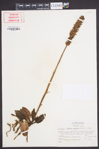 Goodyera pubescens image