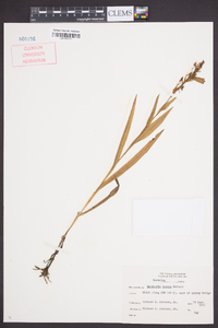 Habenaria repens image