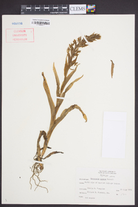 Habenaria repens image