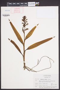 Habenaria repens image