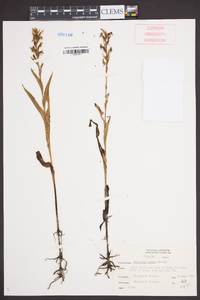 Habenaria repens image