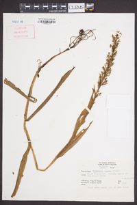 Habenaria repens image