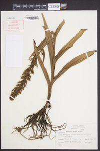 Habenaria repens image