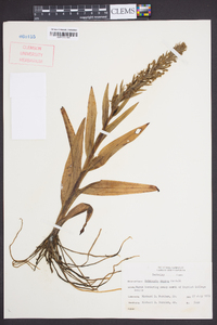 Habenaria repens image