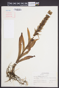 Habenaria repens image