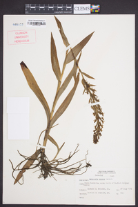 Habenaria repens image