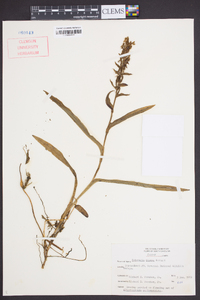 Habenaria repens image