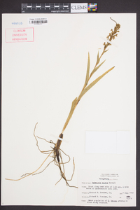 Habenaria repens image