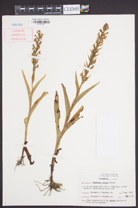 Habenaria repens image